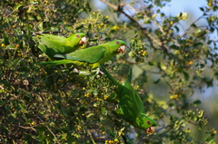 Psittacara holochlorus