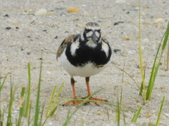 Arenaria interpres