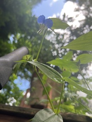 Commelina communis