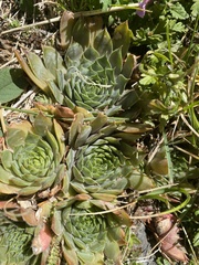 Sempervivum
