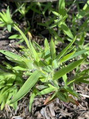 Dichanthelium acuminatum