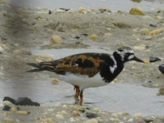 Arenaria interpres