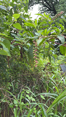 Phytolacca americana