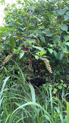 Phytolacca americana
