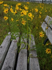 Helianthus maximiliani