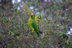 Psittacara holochlorus