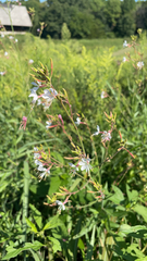 Oenothera gaura