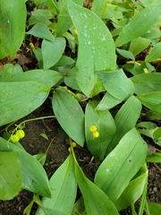 Plantae