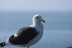 Larus occidentalis