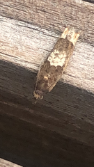 Eucosma parmatana