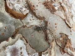 Gryllodes sigillatus