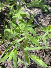 Dichanthelium acuminatum