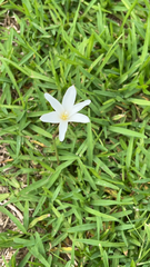 Zephyranthes