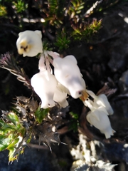 Erica calcareophila