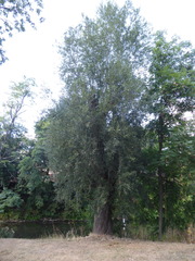 Salix alba