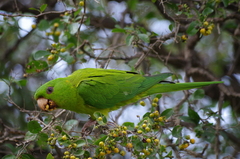 Psittacara holochlorus