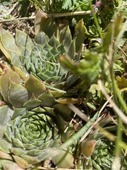 Sempervivum