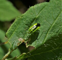 Poecilocapsus