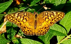 Euptoieta claudia