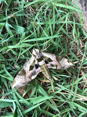 Eumorpha pandorus