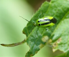Poecilocapsus