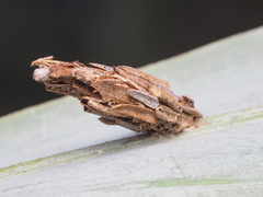 Psyche casta