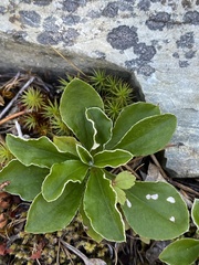 Antennaria