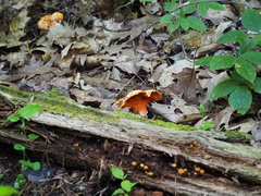 Craterellus ignicolor