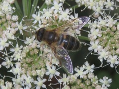Eristalis pertinax