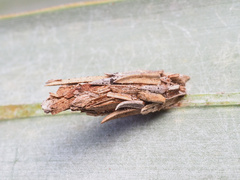 Psyche casta