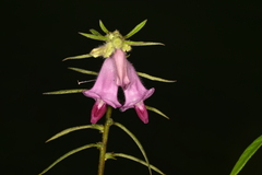 Sesamum indicum