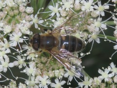 Eristalis pertinax