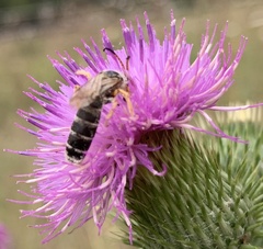 Halictus sexcinctus