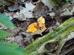 Craterellus ignicolor