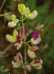 Lupinus variicolor
