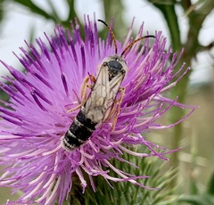 Halictus sexcinctus