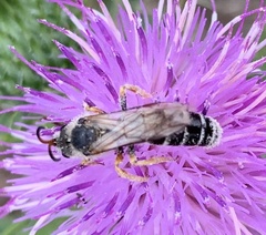 Halictus sexcinctus
