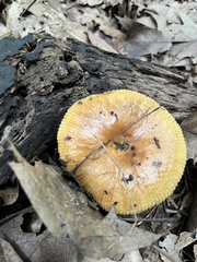 Lactifluus volemus