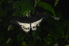 Papilio polymnestor