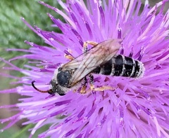 Halictus sexcinctus