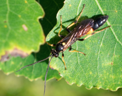 Ichneumonina