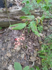 Maianthemum racemosum