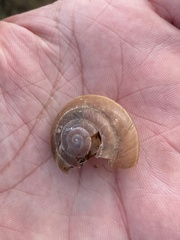 Zonites pergranulatus