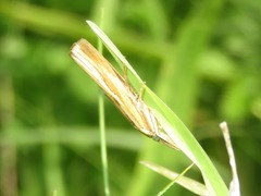 Agriphila tristella