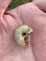 Zonites pergranulatus