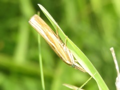 Agriphila tristella