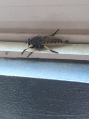 Promachus rufipes