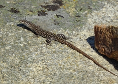 Podarcis guadarramae guadarramae