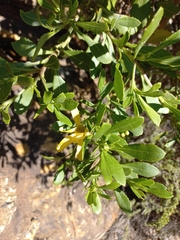 Osteospermum moniliferum