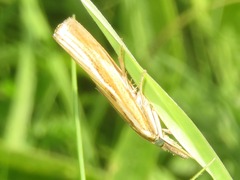 Agriphila tristella